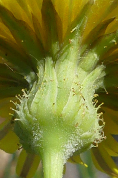 Slender Sow-thistle