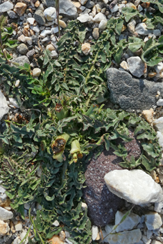 Dwarf Chicory