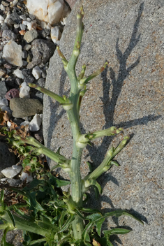 Dwarf Chicory