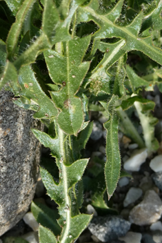 Dwarf Chicory