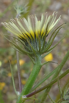 Umbellate Tolpis