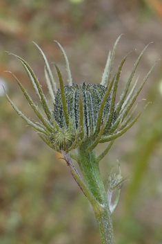 Umbellate Tolpis