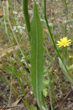 Umbellate Tolpis