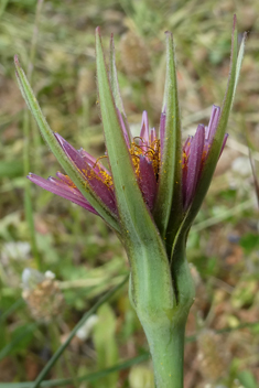 Small Purple Salsify