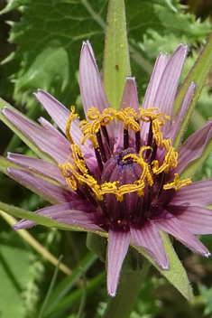 Small Purple Salsify