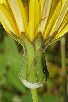 Slender Sow-thistle