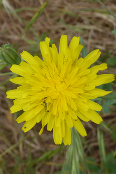 Slender Sow-thistle