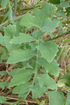 Slender Sow-thistle