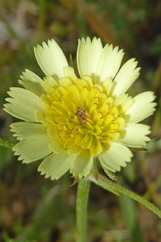 Umbellate Tolpis