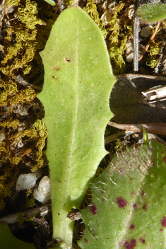 Umbellate Tolpis