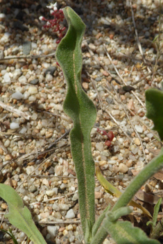 Common Andryala