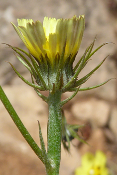 Umbellate Tolpis