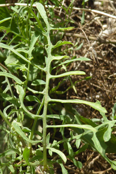 Slender Sow-thistle