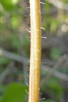 Tuberous Hawkbit