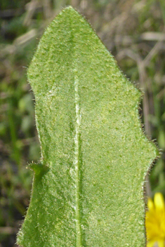 Tuberous Hawkbit