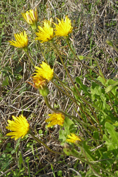 Tuberous Hawkbit