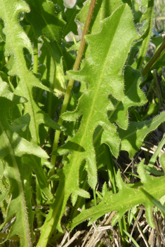 Tuberous Hawkbit