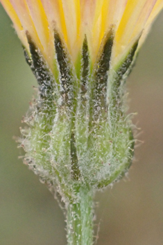 Many-flowered Hawk's-beard