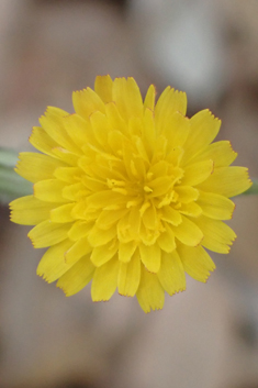Many-flowered Hawk's-beard