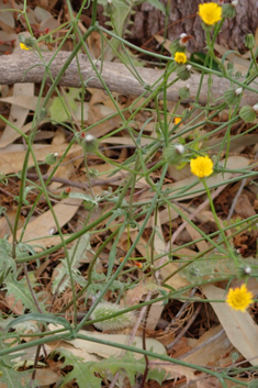 Many-flowered Hawk's-beard