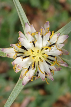 Small Purple Salsify