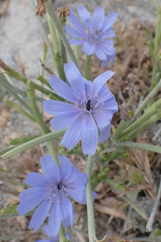 Dwarf Chicory