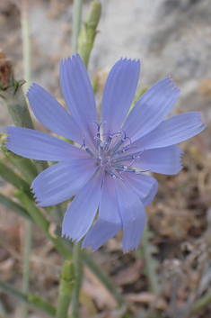 Dwarf Chicory