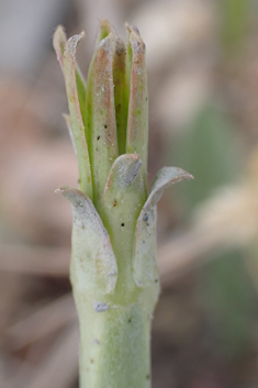 Dwarf Chicory