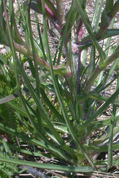 Yellow Salsify