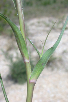 Yellow Salsify