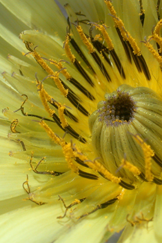 Yellow Salsify