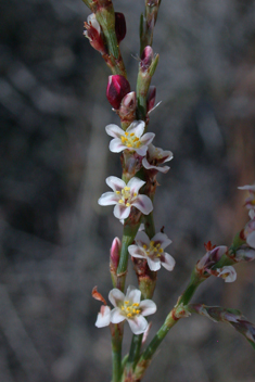 Horsetail Knotgrass