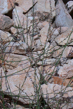 Horsetail Knotgrass