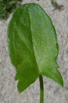 Tuberous Dock