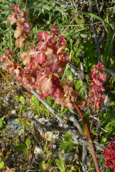 Tuberous Dock