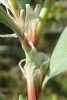 Sea Knotgrass