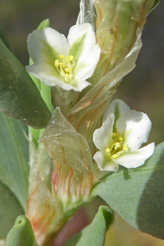 Sea Knotgrass