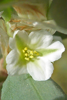 Sea Knotgrass