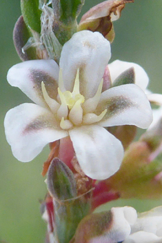 Horsetail Knotgrass