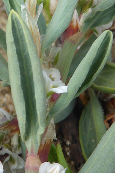 Sea Knotgrass