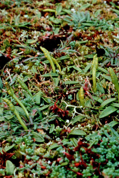 Least Adder's-tongue