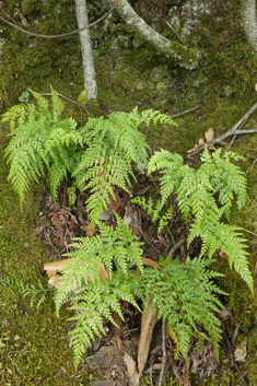 Western Black Spleenwort