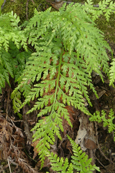 Western Black Spleenwort