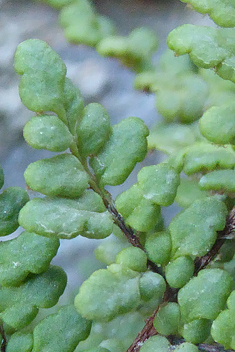 Hemionitis persica