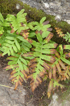 Southern Polypody