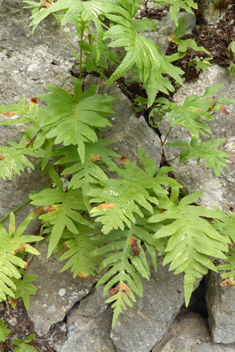 Southern Polypody