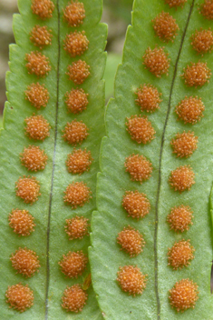 Southern Polypody