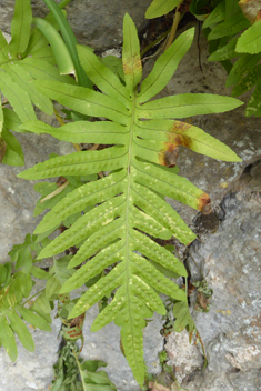 Southern Polypody