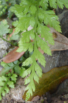 Western Black Spleenwort