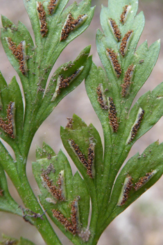 Western Black Spleenwort